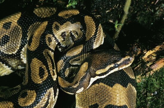 Royal Python, python regius, Adult