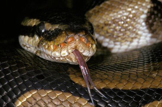 Royal Python, python regius, Head of Adult with Tongue out