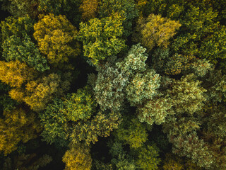 Colors of Autumn in Natural Forest. Aerial Drone Top Down View