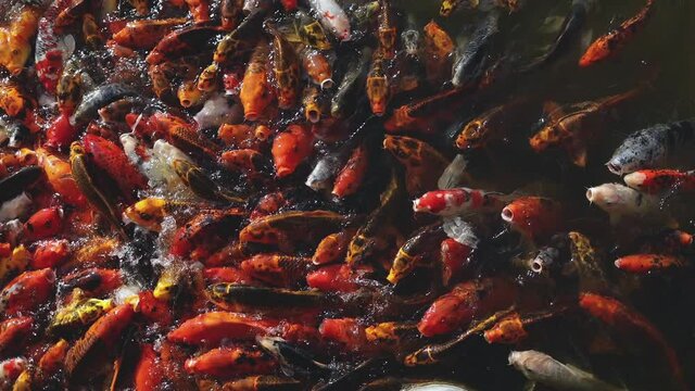 An Overhead View Of A Swarm Of Koi Fish In A Feeding Frenzy In A Pond.