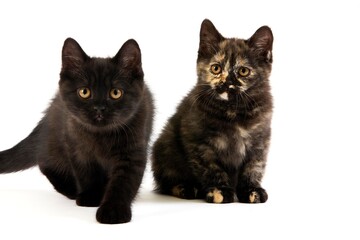 Black and Black Tortoise Shell British Shorthair Domestic Cat, 2 Months Old Kittens against White Background