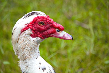 Muskovy duck close-up