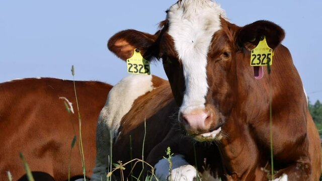 Lazy Cow Chewing Cud Relaxed