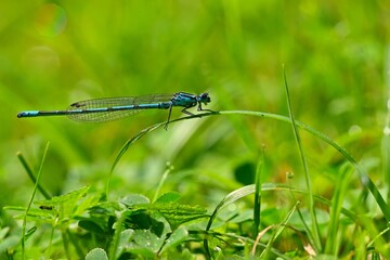 Beautiful dragonfly. Macro shot of nature. Libellula depressa. Insects close up.