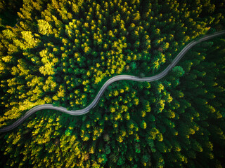 Summer Pine Forest and Winding Curvy Road. Top Down Birds Eye View