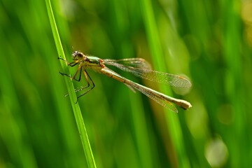 Beautiful dragonfly. Macro shot of nature. Libellula depressa. Insects up close.