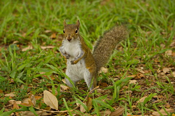 Brown squirrel