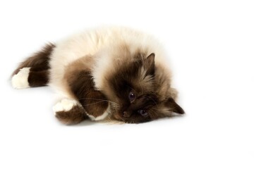 Chocolate Birmanese Domestic Cat, Adult laying down against White Background