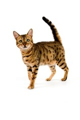 Fototapeta na wymiar Brown Spotted Tabby Bengal Domestic Cat, Adult standing against White Background