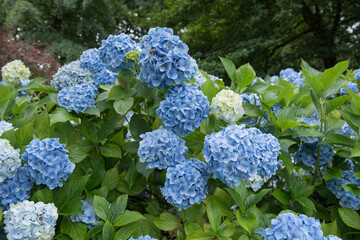 Summer Colours on the Flowerheads of a Mophead Hydrangea (Hydrangea macrophylla 'Mousseline') Growing in a Woodland Garden in Rural Devon, England, UK