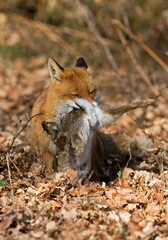 Red Fox, vulpes vulpes, Male with a Kill, a Wild Rabbit, Normandy