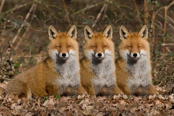 Red Fox, vulpes vulpes, Adults laying on Fallen Leaves, Digital Composite