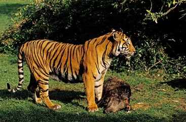 Sumatran Tiger, panthera tigris sumatrae, Adult with a Wildboar Kill