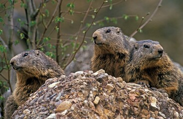 Alpine Marmot, marmota marmota, Adults standing on Rocks