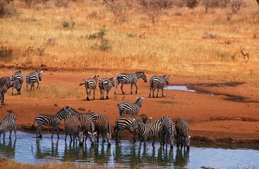 Fototapeta na wymiar Burchell's Zebra, equus burchelli, Herd drinking at Water Hole, Masai Mara Park in Kenya