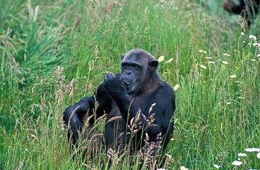 Chimpanzee, pan troglodytes, Adult Sucking its Thumb