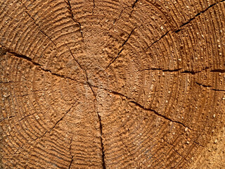 Fototapeta premium Round cut of the tree.