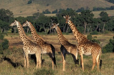 Masai Giraffe, giraffa camelopardalis tippelskirchi, Herd in Savanna, Kenya