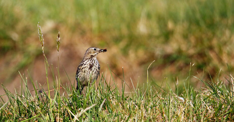 Meadow pipit collecting food in the grass for its young