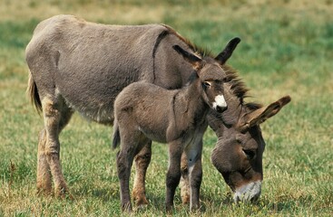 Grey Domestic Donkey, Female with Foal standing on Grass