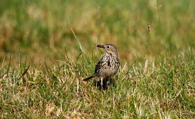 Meadow pipit collecting food in the grass for its young