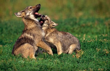 European Wolf, canis lupus, Pup playing on Grass