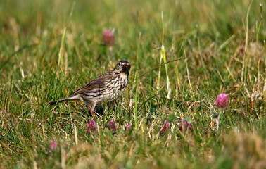 Meadow pipit collecting food in the grass for its young