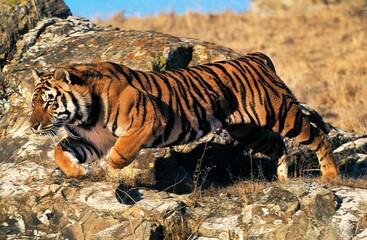 Fototapeta na wymiar Bengal Tiger, panthera tigris tigris, Adult Leaping from Rock