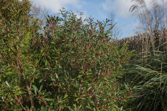 Winter Foliage Of The Evergreen Mountain Pepper Or Tasmanian Pepperberry Shrub (Tasmannia Lanceolata) With A Cloudy Blue Sky Background In A Cottage Garden In Rural Devon, England, UK