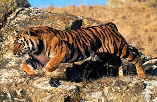 Bengal Tiger, panthera tigris tigris, Adult Leaping from Rock