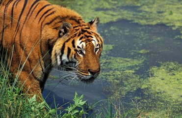 Bengal Tiger, panthera tigris tigris, Adult at Water Hole