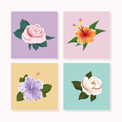 set of flowers with leaves painting in frames design, natural floral nature plant ornament garden decoration and botany theme Vector illustration