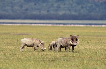 Warthog, phacochoerus aethiopicus, Adults and Young, Nakuru Lake in Kenya