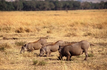 Warthog, phacochoerus aethiopicus, Adults Eating Grass, Nakuru Lake in Kenya