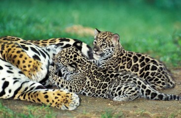 Jaguar, panthera onca, Female with Cub suckling