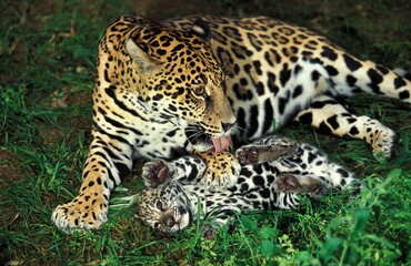 Fototapeta premium Jaguar, panthera onca, Female Licking Cub