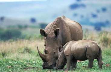 Foto op Plexiglas White Rhinoceros, ceratotherium simum, Female with Calf, South Africa © slowmotiongli