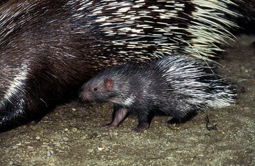 Crested Porcupine, hystrix cristata, Female with Young
