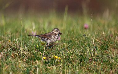 Meadow pipit collecting food in the grass for its young