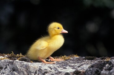 Muskovy Duck, cairina moschata, Duckling standing on Stone