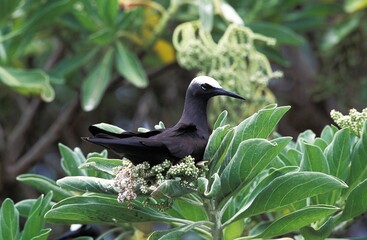 Black Noddy, anous minutus, Adult standing on Branch, Australia