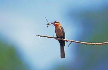 White Fronted Bee Eater, merops bullockoides, Adult standing on Branch, Eating Dragonfly, Kenya