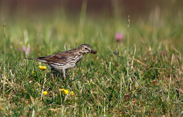 Meadow pipit collecting food in the grass for its young