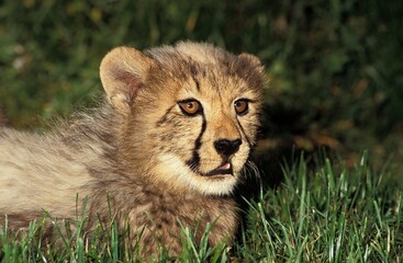 Cheetah, acinonyx jubatus, Portrait of Cub