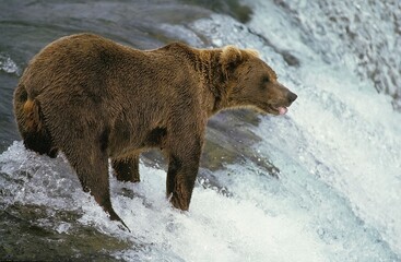 Grizzly Bear, ursus arctos horribilis, Adult standing in River, Waiting for Salmon, Brooks Falls in Alaska