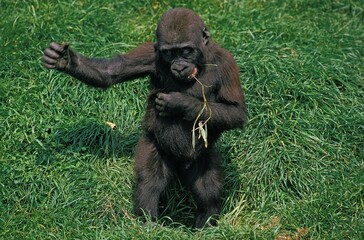 Eastern Lowland Gorilla, gorilla gorilla graueri, Baby Displaying by beating Chest © slowmotiongli
