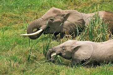 African Elephant, loxodonta africana, Female with Calf Eating in Swamp, Masai Mara Park in Kenya
