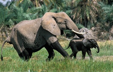 Naklejka na ściany i meble African Elephant, loxodonta africana, Female with Calf emerging from Swamp, Amboseli Park in Kenya