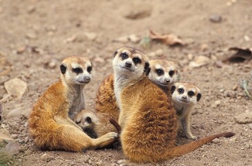Meerkat, suricata suricatta, Adults with Youngs