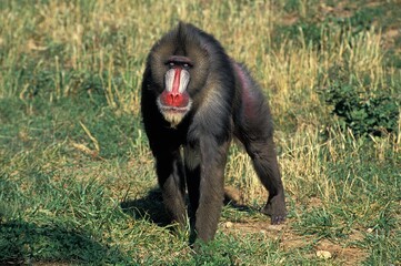 Mandrill, mandrillus sphinx, Male standing on Grass